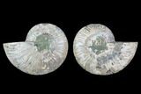 Cut & Polished Ammonite Fossil - Agatized #88215-1